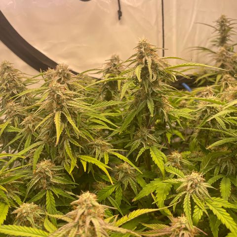 RQS F1 Epsilon #1 growlog timeline photo