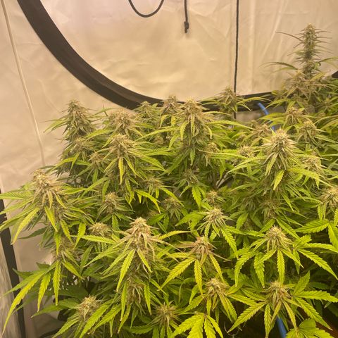 RQS F1 Epsilon #1 growlog timeline photo