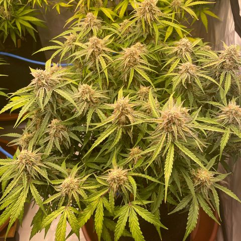 RQS F1 Epsilon #2 growlog timeline photo