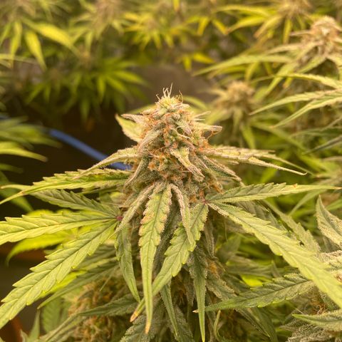 RQS F1 Epsilon #2 growlog timeline photo