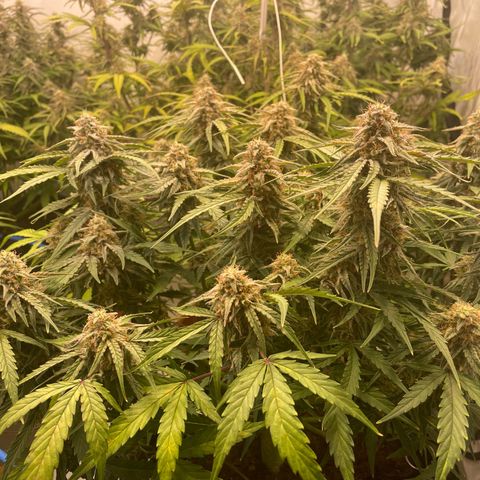 RQS F1 Epsilon #2 growlog timeline photo