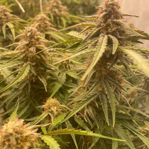 RQS F1 Epsilon #2 growlog timeline photo