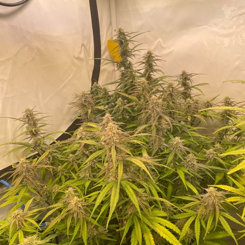 RQS F1 Orion #1 growlog timeline photo