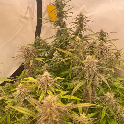 RQS F1 Orion #1 growlog timeline photo