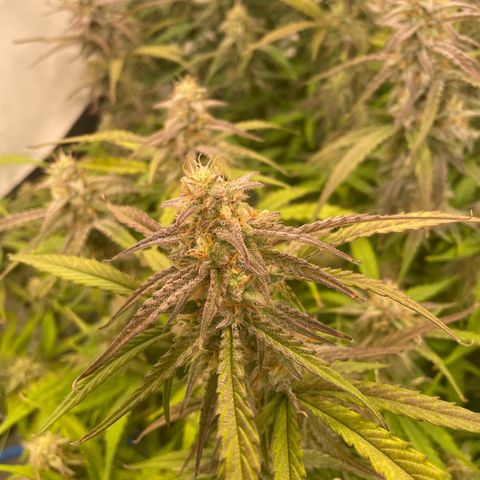 RQS F1 Orion #1 growlog timeline photo