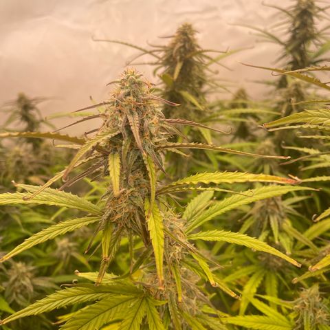 RQS F1 Orion #2 growlog timeline photo