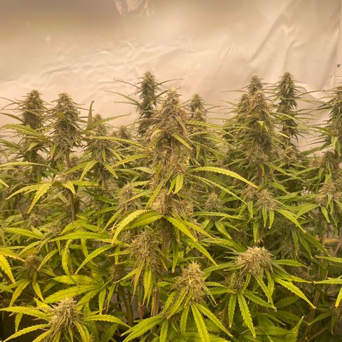 RQS F1 Orion #2 growlog timeline photo