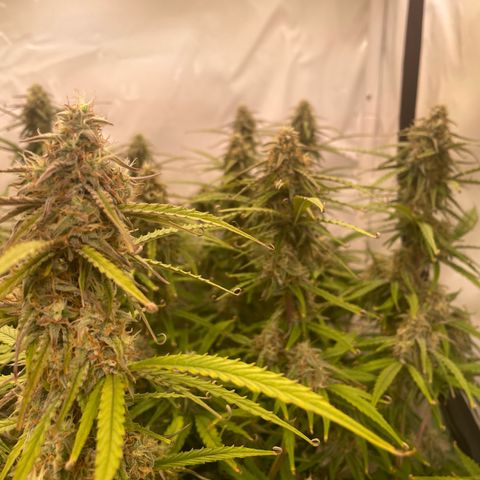 RQS F1 Orion #2 growlog timeline photo