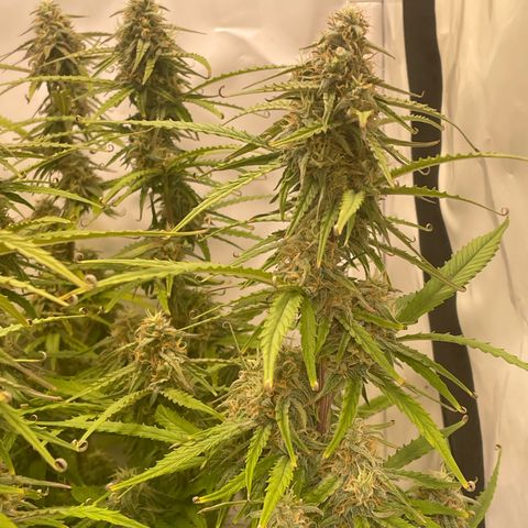 RQS F1 Orion #2 growlog timeline photo