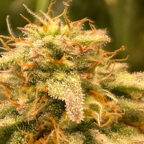 RQS F1 Epsilon #2 growlog timeline photo