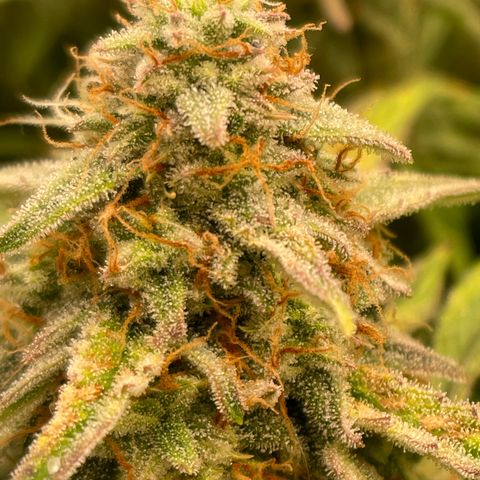 RQS F1 Epsilon #2 growlog timeline photo