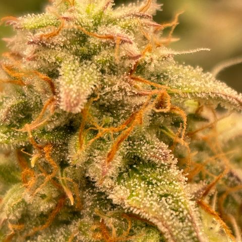 RQS F1 Epsilon #2 growlog timeline photo