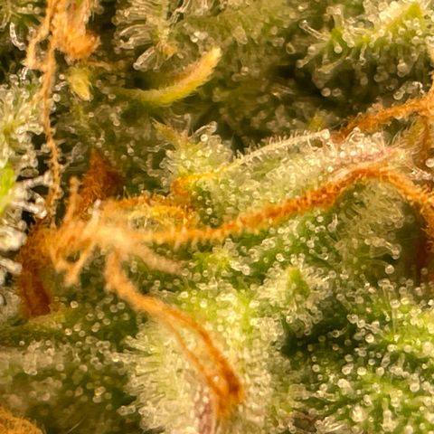 RQS F1 Epsilon #2 growlog timeline photo