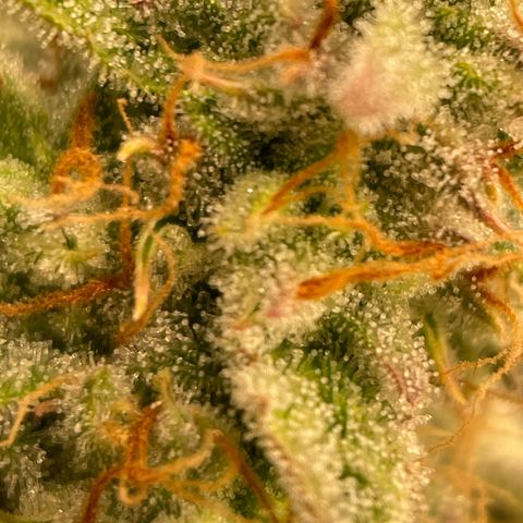 RQS F1 Epsilon #2 growlog timeline photo