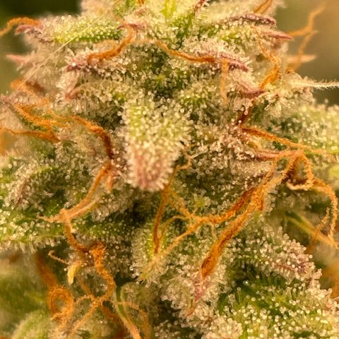 RQS F1 Epsilon #2 growlog timeline photo