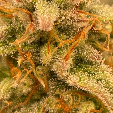 RQS F1 Epsilon #2 growlog timeline photo