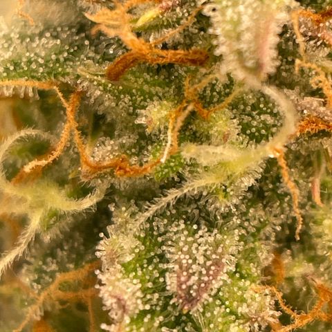 RQS F1 Epsilon #2 growlog timeline photo