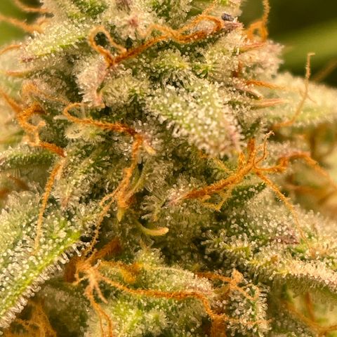 RQS F1 Epsilon #2 growlog timeline photo