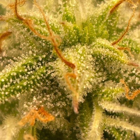 RQS F1 Epsilon #2 growlog timeline photo