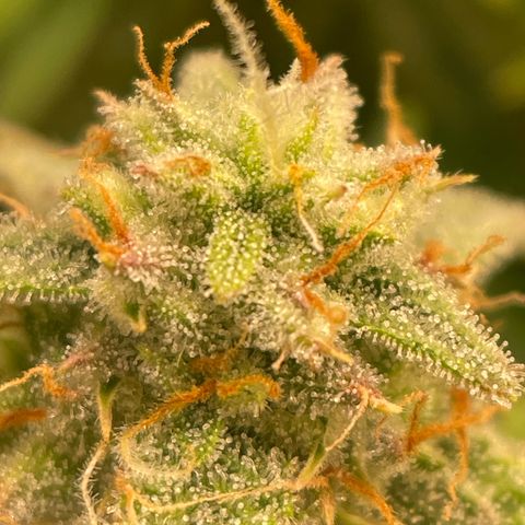 RQS F1 Epsilon #2 growlog timeline photo