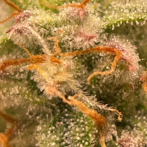 RQS F1 Epsilon #2 growlog timeline photo