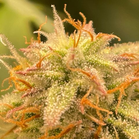RQS F1 Epsilon #2 growlog timeline photo