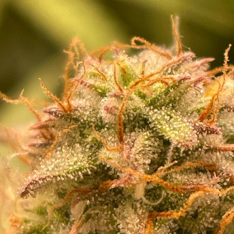RQS F1 Epsilon #2 growlog timeline photo