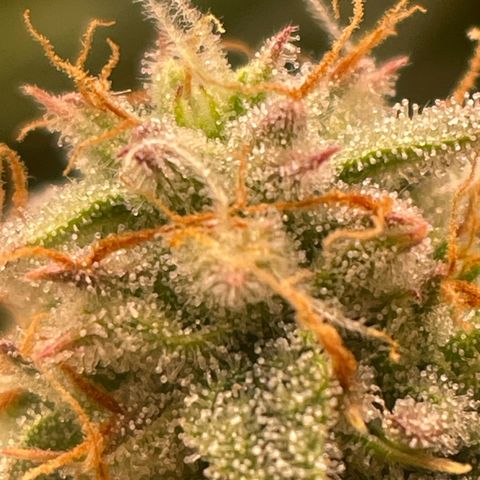 RQS F1 Epsilon #2 growlog timeline photo