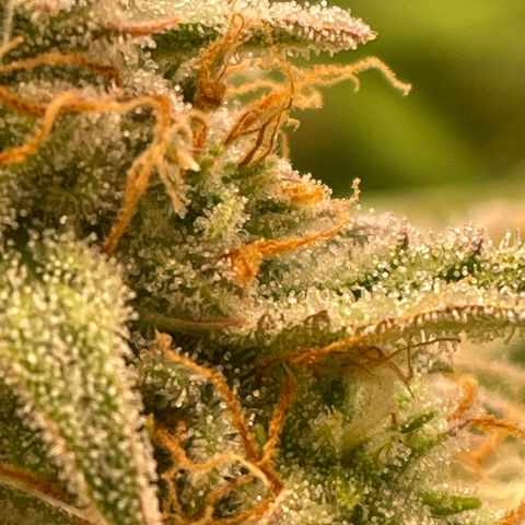 RQS F1 Epsilon #2 growlog timeline photo