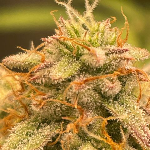 RQS F1 Epsilon #2 growlog timeline photo