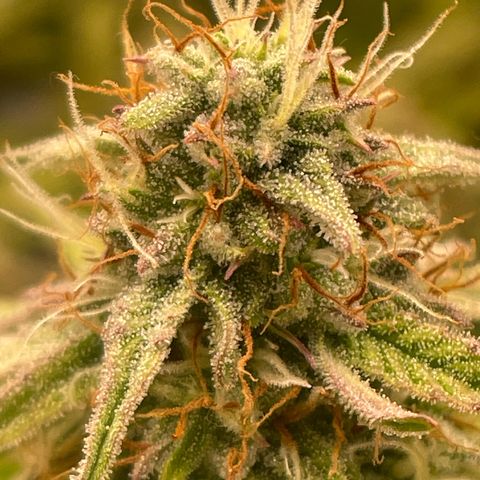 RQS F1 Epsilon #1 growlog timeline photo