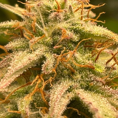 RQS F1 Epsilon #1 growlog timeline photo