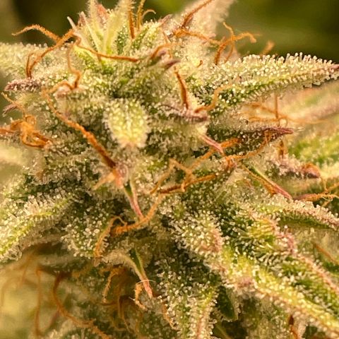 RQS F1 Epsilon #1 growlog timeline photo