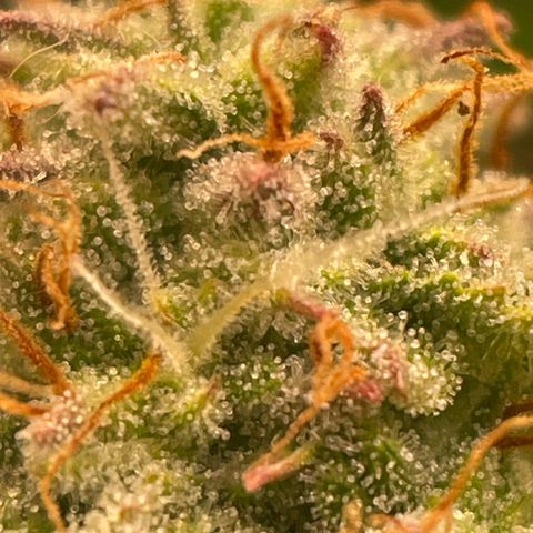 RQS F1 Epsilon #1 growlog timeline photo