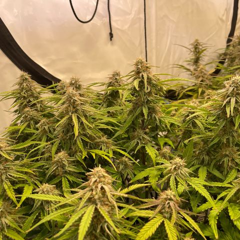 RQS F1 Epsilon #1 growlog timeline photo