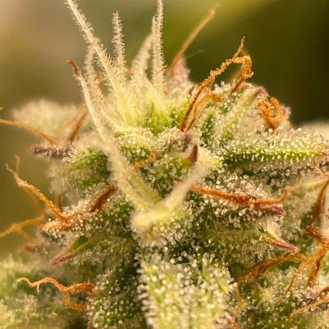 RQS F1 Epsilon #1 growlog timeline photo
