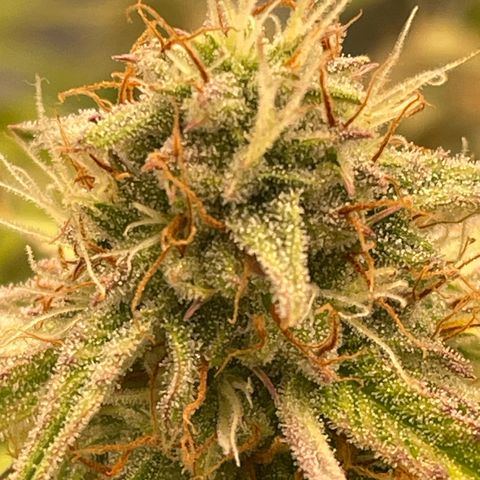 RQS F1 Epsilon #1 growlog timeline photo