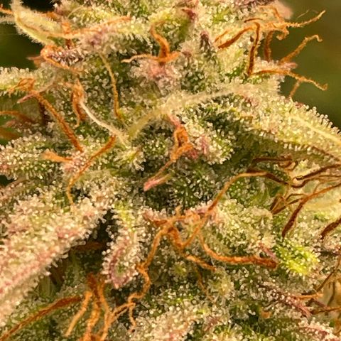 RQS F1 Epsilon #1 growlog timeline photo