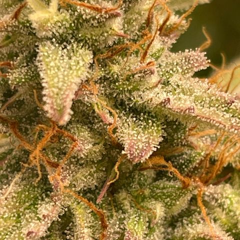 RQS F1 Epsilon #1 growlog timeline photo
