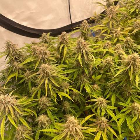 RQS F1 Epsilon #1 growlog timeline photo