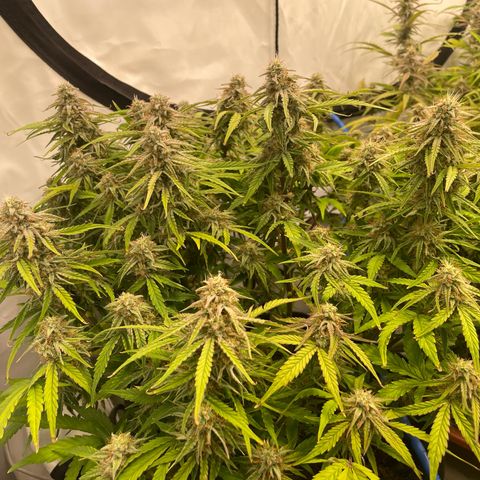 RQS F1 Epsilon #1 growlog timeline photo