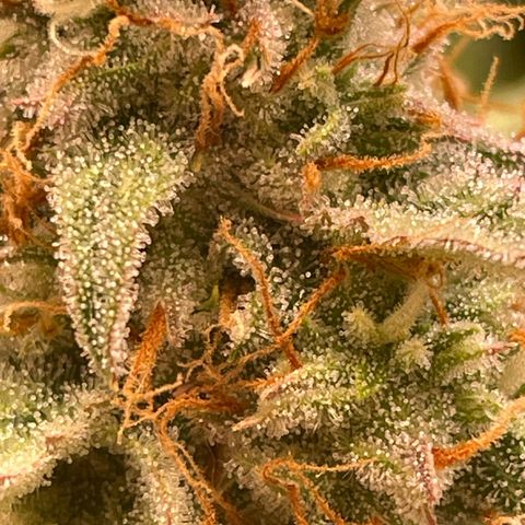 RQS F1 Epsilon #2 growlog timeline photo
