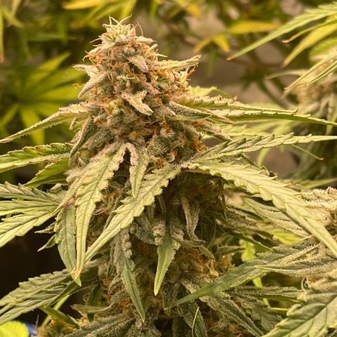 RQS F1 Epsilon #2 growlog timeline photo