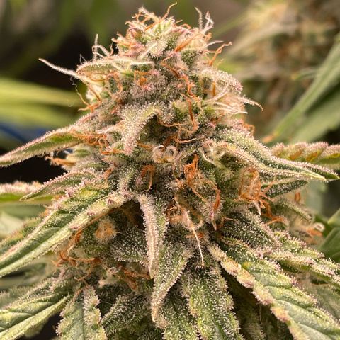 RQS F1 Epsilon #2 growlog timeline photo