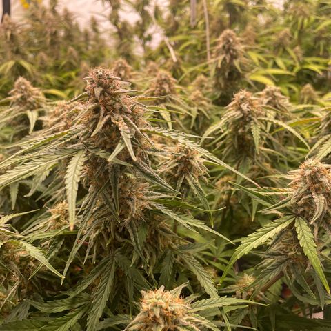 RQS F1 Epsilon #2 growlog timeline photo