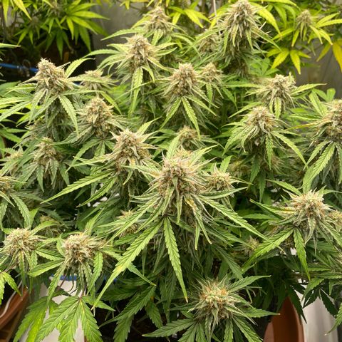 RQS F1 Epsilon #2 growlog timeline photo