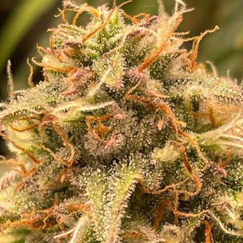 RQS F1 Epsilon #2 growlog timeline photo