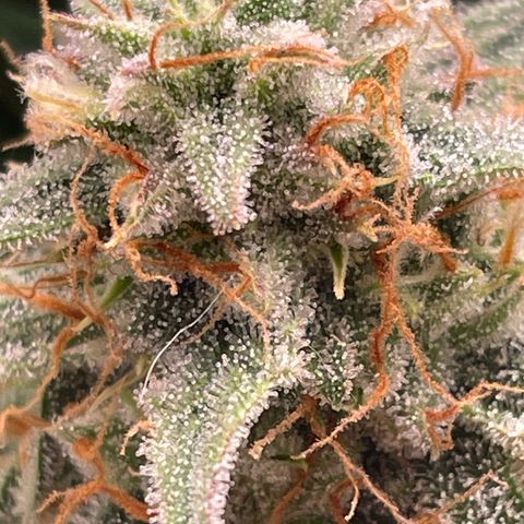 RQS F1 Epsilon #2 growlog timeline photo