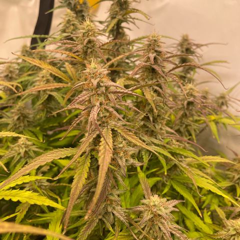 RQS F1 Orion #1 growlog timeline photo