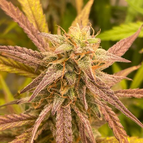 RQS F1 Orion #1 growlog timeline photo